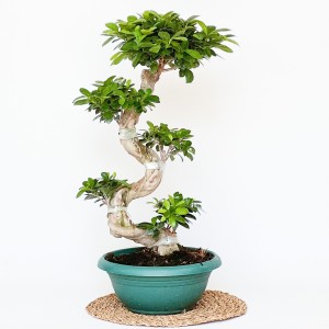 Ficus S Bonsai 60-80cm - 1