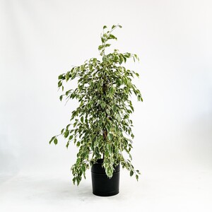 Ficus Starlight-Alacalı Benjamin Bitkisi Siyah Dekoratif Saksılı 120-140 cm - Fidan Burada