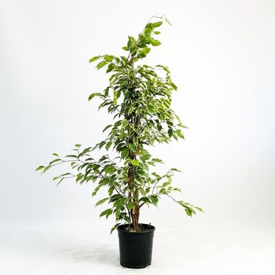 Ficus Starlight - Benjamin Bitkisi 100-120 Cm - 1