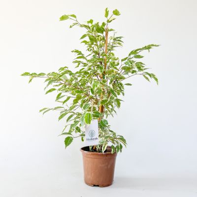 Ficus Starlight Benjamin Bitkisi 60-80cm - 1