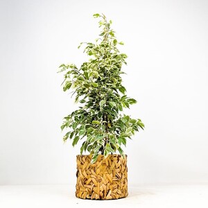 Ficus Starlight - Rolyn Hasır Saksılı Benjamin Bitkisi 80-100cm - Fidan Burada