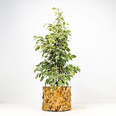 Ficus Starlight - Rolyn Hasır Saksılı Benjamin Bitkisi 80-100cm - 1