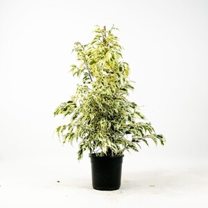 Ficus Starlight Benjamin Bitkisi 80-100cm - Fidan Burada
