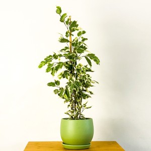 Ficus Starlight Benjamin Bitkisi Mint Yeşili Curvy Saksılı - Fidan Burada