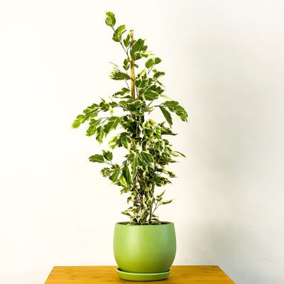 Ficus Starlight Benjamin Bitkisi Mint Yeşili Curvy Saksılı - 1