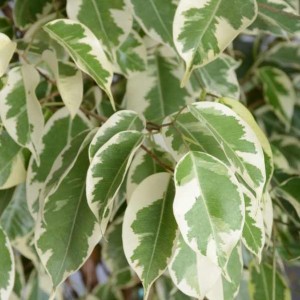 Ficus Starlight Benjamin Bitkisi Mint Yeşili Curvy Saksılı - 2