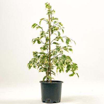 Ficus Starlight Benjamin Bitkisi 50-70cm - 1