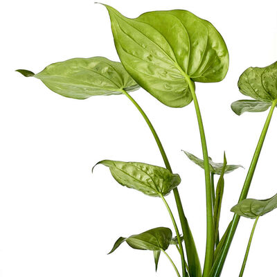 Fil Kulağı Bitkisi - Alocasia Cucullata - Mint Yeşili Ruby Saksılı 60-80 cm - 2