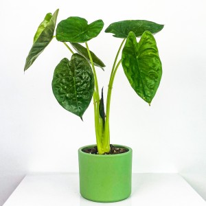 Fidan Burada - Fil Kulağı Bitkisi-Alocasia Wentii 80-100 cm - Ruby Mint Yeşili Saksılı