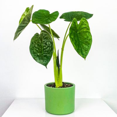 Fil Kulağı Bitkisi-Alocasia Wentii 80-100 cm - Ruby Mint Yeşili Saksılı - 1