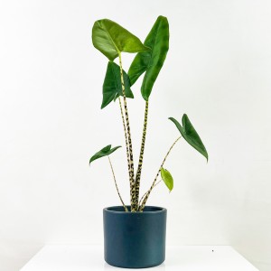 Fil Kulağı Bitkisi-Alocasia Zebrina - Ruby Antrasit Saksılı-60-80cm - 1
