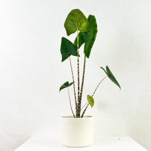 Fil Kulağı Bitkisi-Alocasia Zebrina - Ruby Beyaz Saksılı-60-80cm - 1