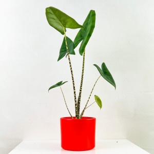 Fil Kulağı Bitkisi-Alocasia Zebrina - Ruby Kırmızı Saksılı-60-80cm - Fidan Burada