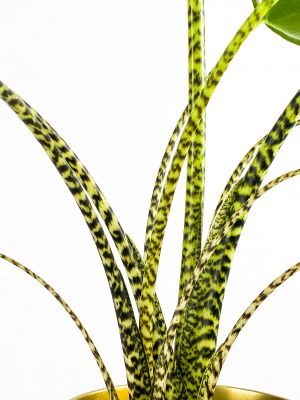 Fil Kulağı Bitkisi-Alocasia Zebrina - Ruby Mint Yeşili Saksılı-60-80cm - 2