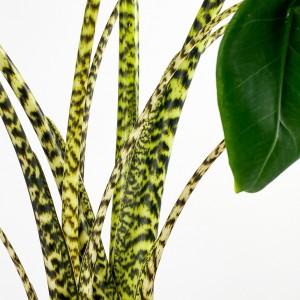 Fil Kulağı Bitkisi-Alocasia Zebrina - Ruby Mint Yeşili Saksılı-60-80cm - 3