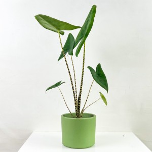 Fil Kulağı Bitkisi-Alocasia Zebrina - Ruby Mint Yeşili Saksılı-60-80cm - 1