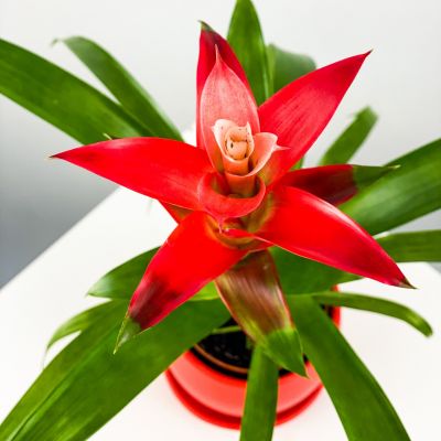 Guzmanya Çiçeği Curvy Kırmızı Saksılı