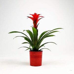 Guzmanya Çiçeği Kırmızı - Guzmania Calypso -Kırmızı Dekoratif Saksılı - Fidan Burada