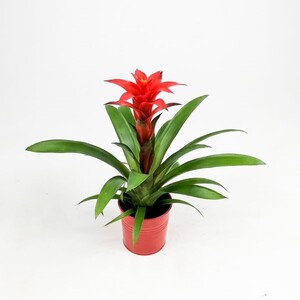 Guzmanya Çiçeği Kırmızı - Guzmania Calypso -Kırmızı Dekoratif Saksılı - 2
