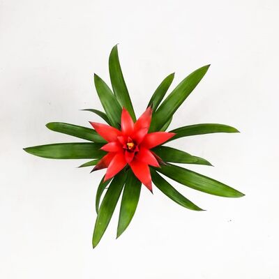 Guzmanya Çiçeği Kırmızı - Guzmania Calypso -Kırmızı Dekoratif Saksılı - 3