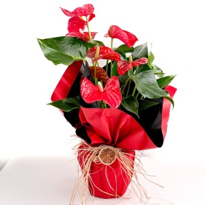 Hediye Paketli Antoryum Çiçeği-Flamingo Çiçeği-Anthurium 40-60 cm - 2