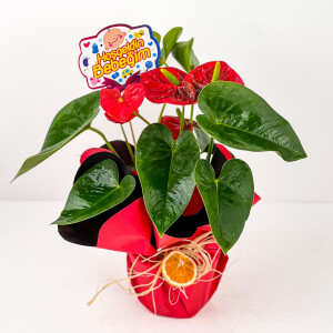 Hediye Paketli Antoryum Çiçeği-Flamingo Çiçeği-Anthurium - Bebek Tebriği - Fidan Burada