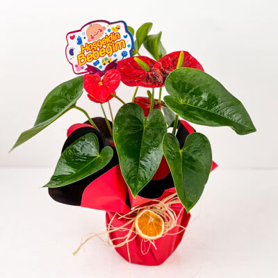 Hediye Paketli Antoryum Çiçeği-Flamingo Çiçeği-Anthurium - Bebek Tebriği - 1