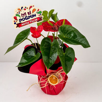Hediye Paketli Antoryum Çiçeği-Flamingo Çiçeği-Anthurium - Doğum Günü - 1