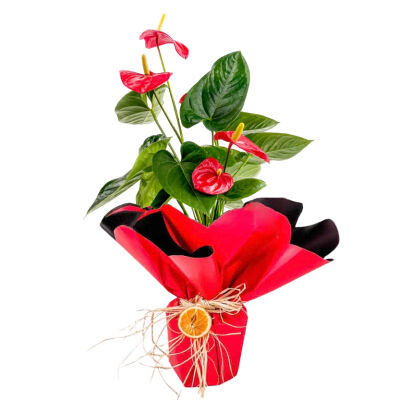 Hediye Paketli Antoryum Çiçeği-Flamingo Çiçeği-Anthurium - 1