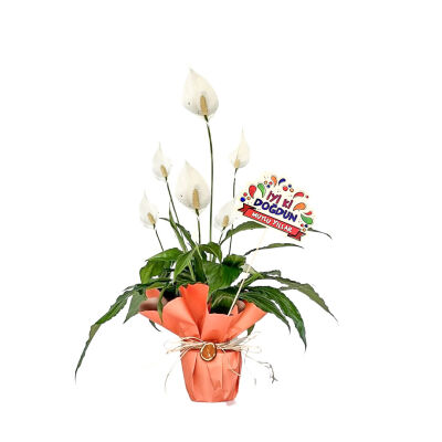 Hediye Paketli Barış Çiçeği - Spathiphyllum - Doğum Günü - 1