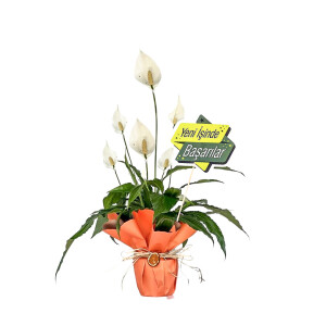 Hediye Paketli Barış Çiçeği - Spathiphyllum 50-70cm - İş Tebriği - Fidan Burada