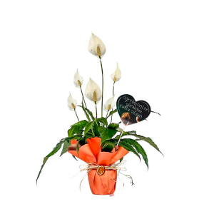 Hediye Paketli Barış Çiçeği - Spathiphyllum 50-70cm - Öğretmenler Günü - Fidan Burada