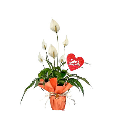 Hediye Paketli Barış Çiçeği - Spathiphyllum - Özel Gün - 1