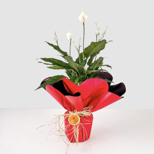Hediye Paketli Barış Çiçeği - Spathiphyllum 50-70cm - Fidan Burada