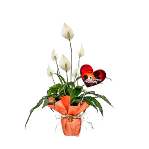 Hediye Paketli Barış Çiçeği - Spathiphyllum - Anneler Günü - Fidan Burada