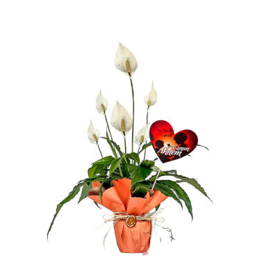 Hediye Paketli Barış Çiçeği - Spathiphyllum - Anneler Günü - 1