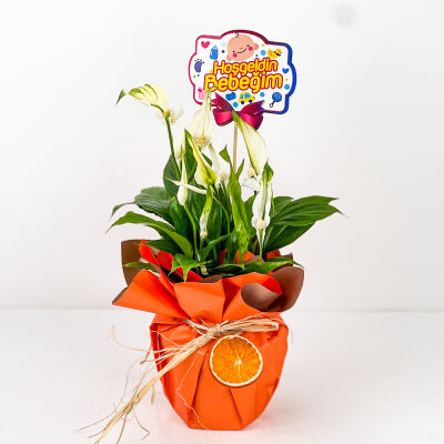 Hediye Paketli Barış Çiçeği - Spathiphyllum - Bebek Tebriği - 1