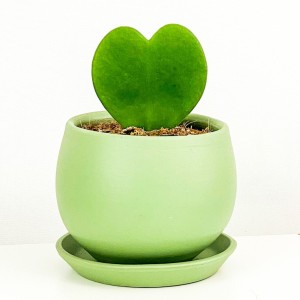 Fidan Burada - Hoya Kerrii (Kalp Sukulent) Mint Yeşili Curvy Saksılı