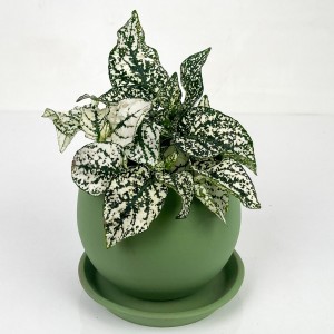 Fidan Burada - Hypoestes Phyllostachya Beyaz Hostes Çiçeği Curvy Mint Yeşili Saksılı