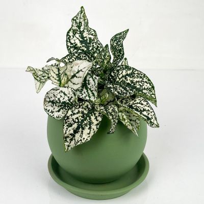 Hypoestes Phyllostachya Beyaz Hostes Çiçeği Curvy Mint Yeşili Saksılı - 1