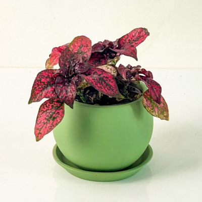 Hypoestes Phyllostachya Kırmızı Hostes Çiçeği Curvy Mint Yeşili Saksılı - 1