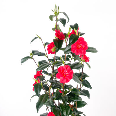 Japon Kamelyası - Camellia japonica - 2