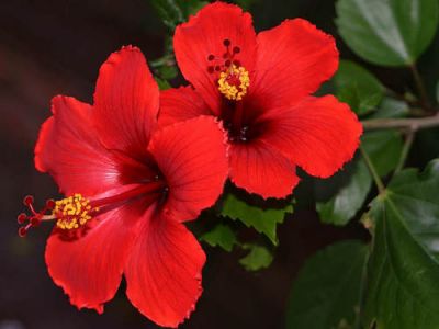 Japon Gülü Fidanı - Hibiscus Rosa - 1