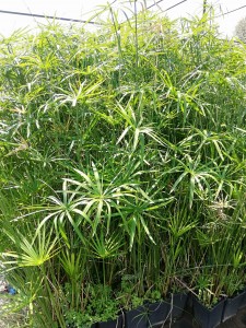 Japon Şemsiyesi Bitkisi - Cyperus Alternifolius - 3