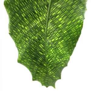 Kalatya-Calathea Musaica Network - Curvy Mint Yeşili Saksılı İthal 30-40cm - 2