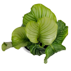 Kalatya-Calathea Orbifolia-Curvy Mint Yeşili Saksılı İthal - 2