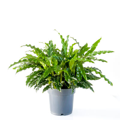 Kalatya-Calathea Rufibarba Green 30-40 cm - 1