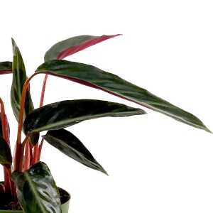Kalatya-Calathea Triostar 'Stromanthe Sanguinea' Curvy Kırmızı Saksılı 30-40 cm - 2