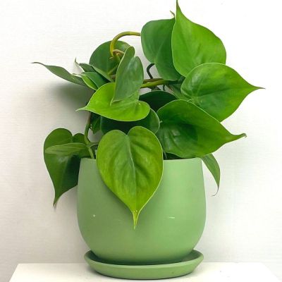 Kalp Yapraklı Salon Sarmaşığı-Philodendron Scandens - Curvy Mint Yeşili Saksılı - 1