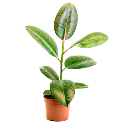 Kauçuk - Ficus Elastica Robusta - 40-60cm - 1